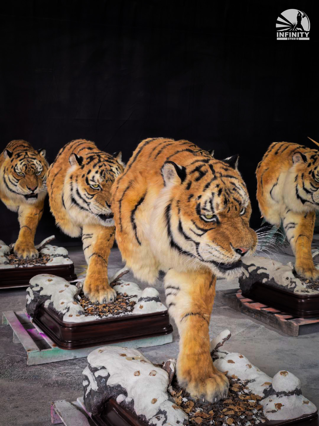 開天工作室 東北虎