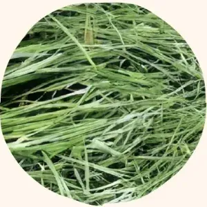 Fresh first-cut Timothy hay, a grass hay suitable for adult rabbits