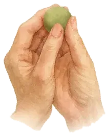 Hands rolling a hay powder ball