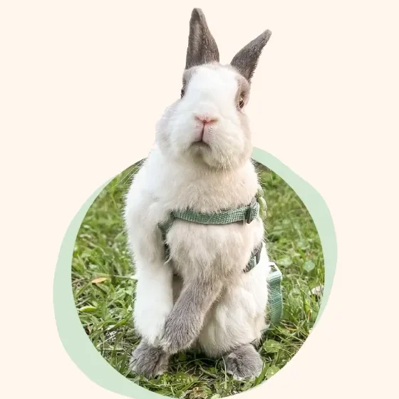 Bubble, one of the two rescue rabbits the brand is named after, standing up on the grass