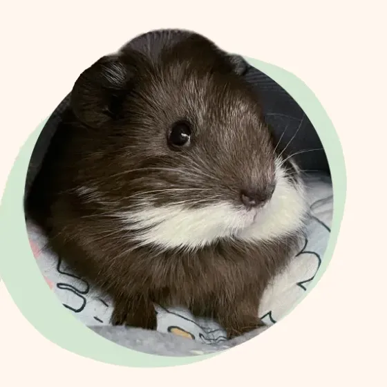 Little Otter, a rescued guinea pig who eats the same powder