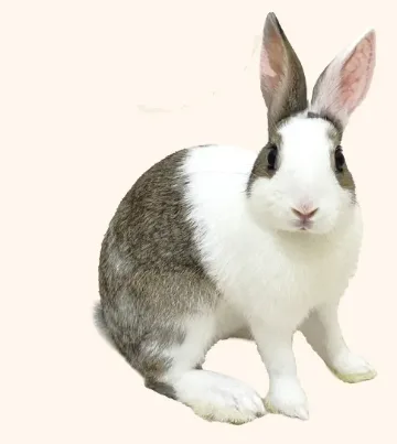 Banban, a foster gray-and-white agouti rabbit sitting up