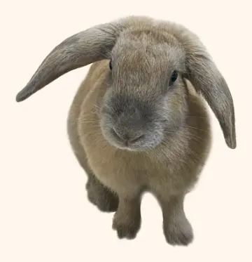 Doupi, a foster light brown lop-eared rabbit