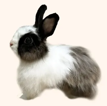 Sesame, a foster fluffy black-and-white rabbit