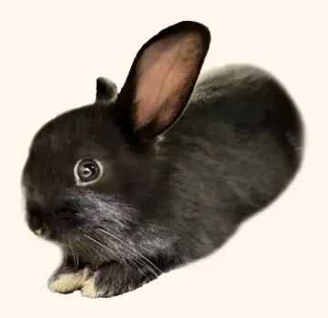 Oat, a foster small black rabbit lying down