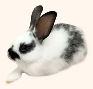 Yiren, a foster white rabbit with black eye patches