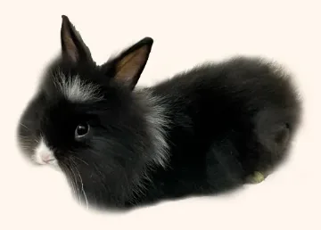 Edamame, a foster fluffy black lionhead-type rabbit