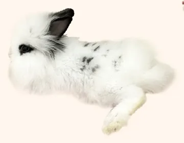 Red Bean, a foster fluffy white rabbit with black ears, stretched out