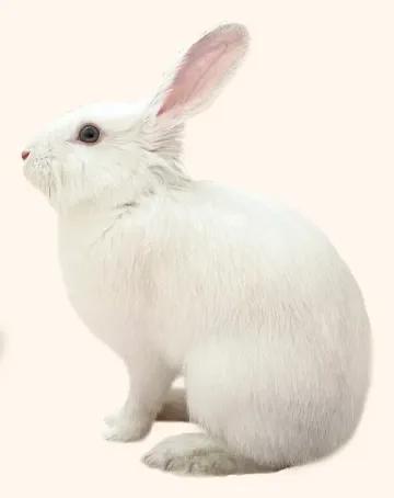 Silver Ear, a foster all-white rabbit sitting up