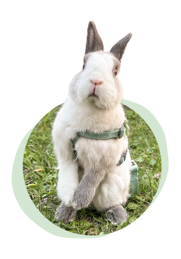Bubble, one of the two rescue rabbits the brand is named after