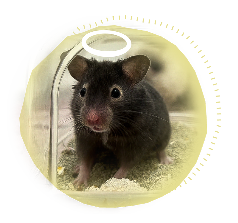 Bear, a dark brown hamster, looking out from her enclosure