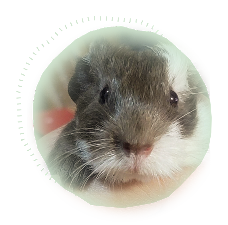 Little Otter, a gray-and-white guinea pig, close up