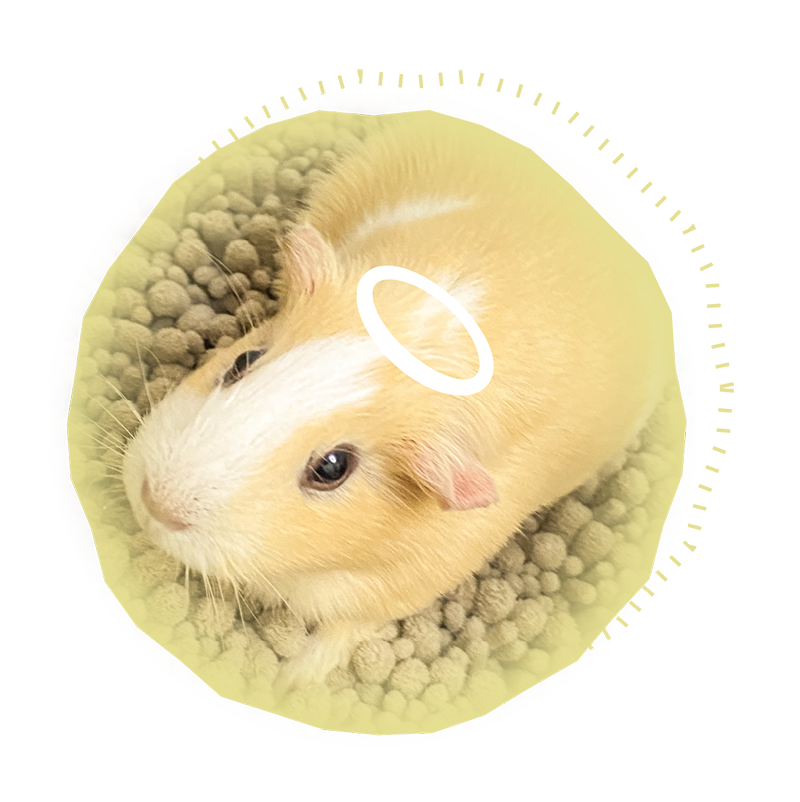 Little Anemone, a cream-and-white guinea pig, resting on bedding