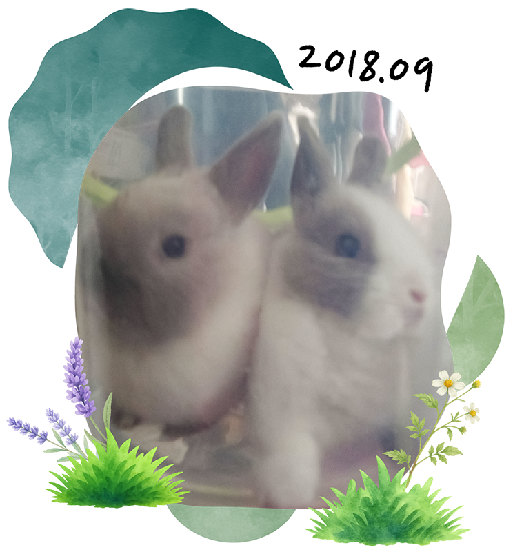 Bubble and Pea as young rabbits in September 2018, the month they were adopted