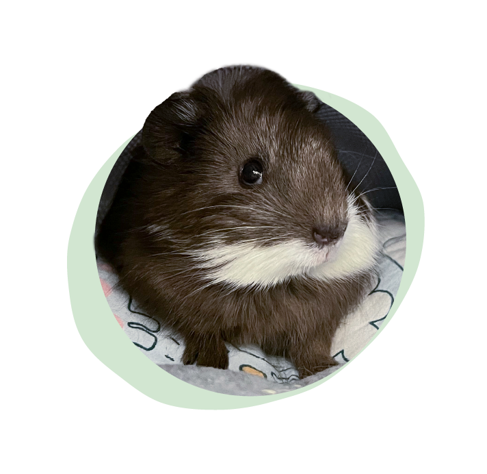 Little Otter, a dark brown guinea pig with a white chin
