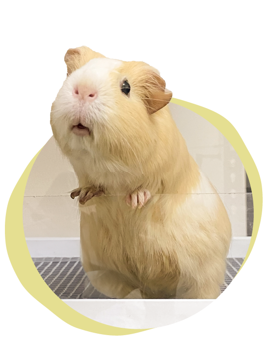 Little Anemone, a cream-and-white guinea pig standing on her hind legs
