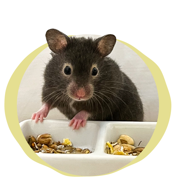 Little Bear, a dark brown hamster resting her paws on a dish of seeds