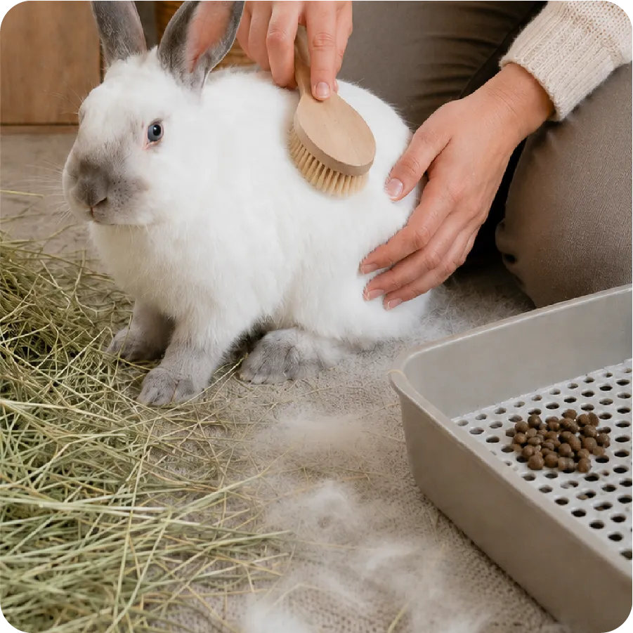 A rabbit being brushed during a molt, with loose fur collecting on the floor