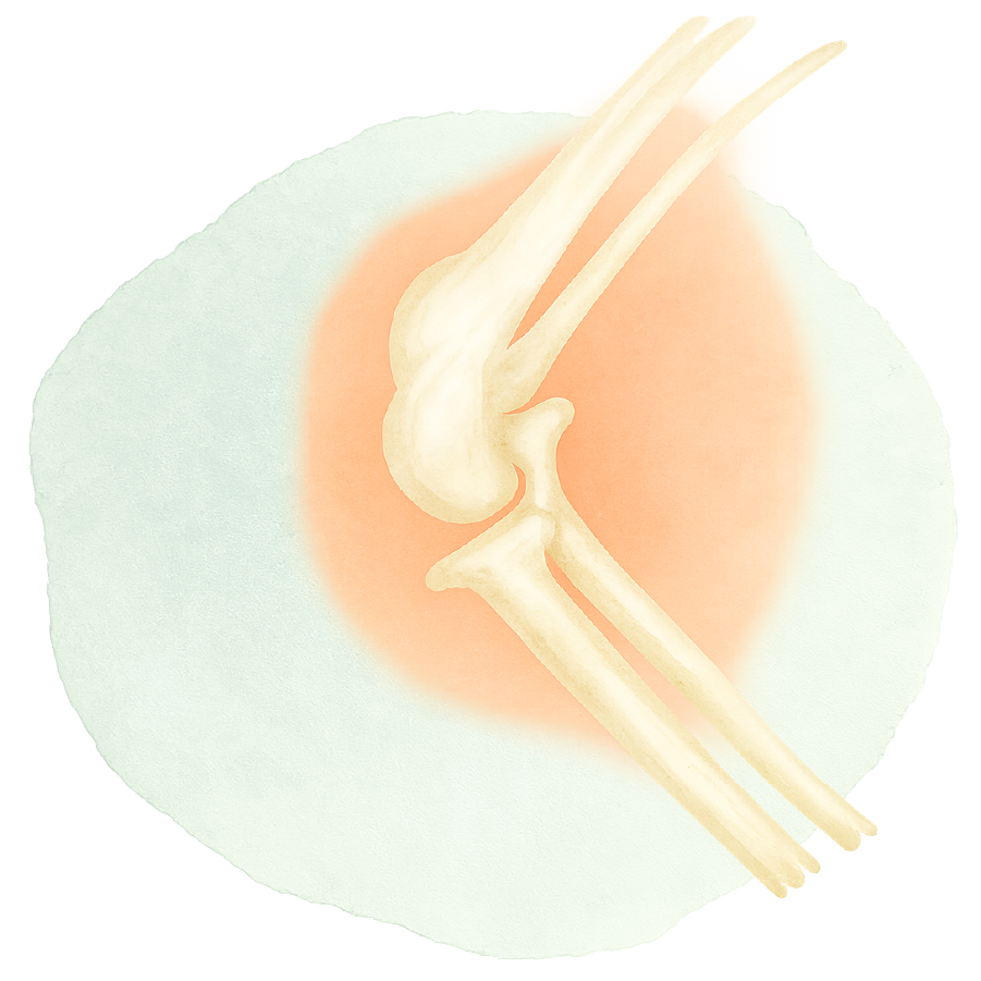 Watercolor illustration of a rabbit joint and bones