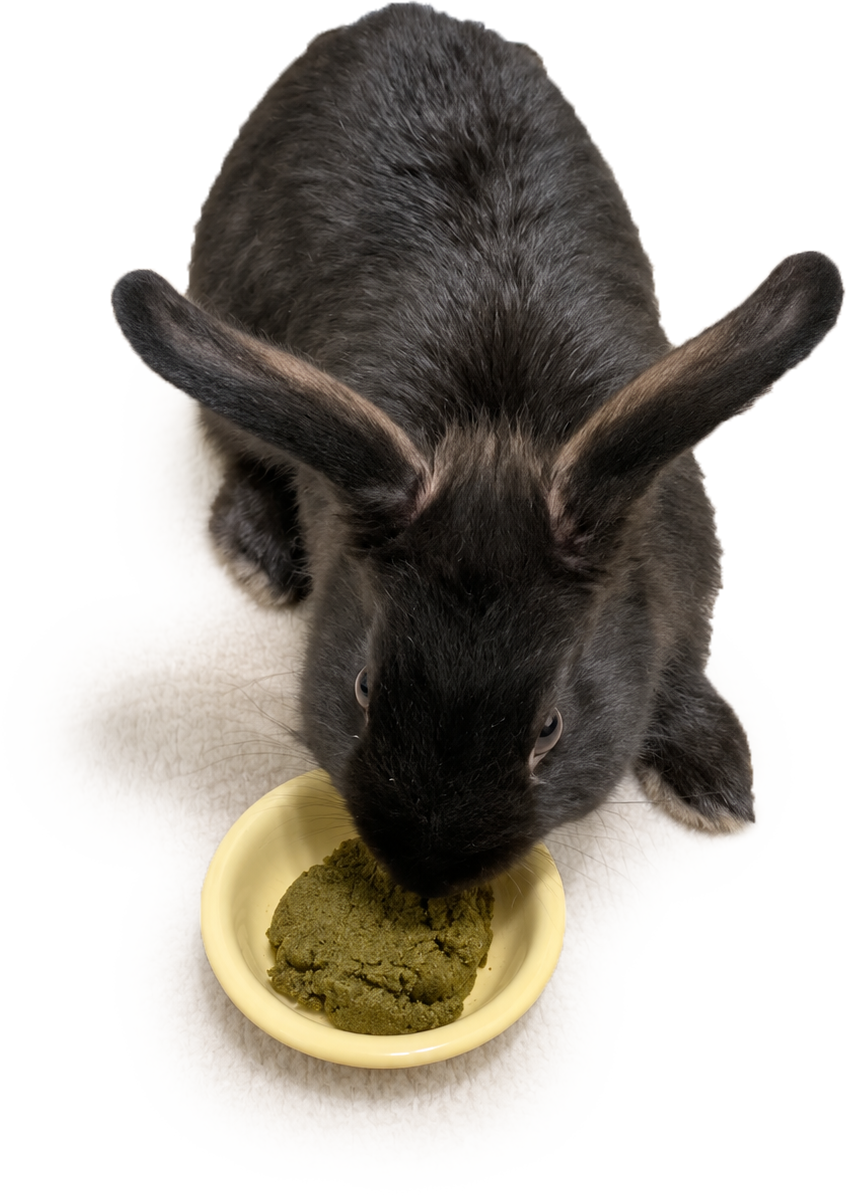 How to Choose Rabbit Pellets: Fiber, Ingredients, Portions
