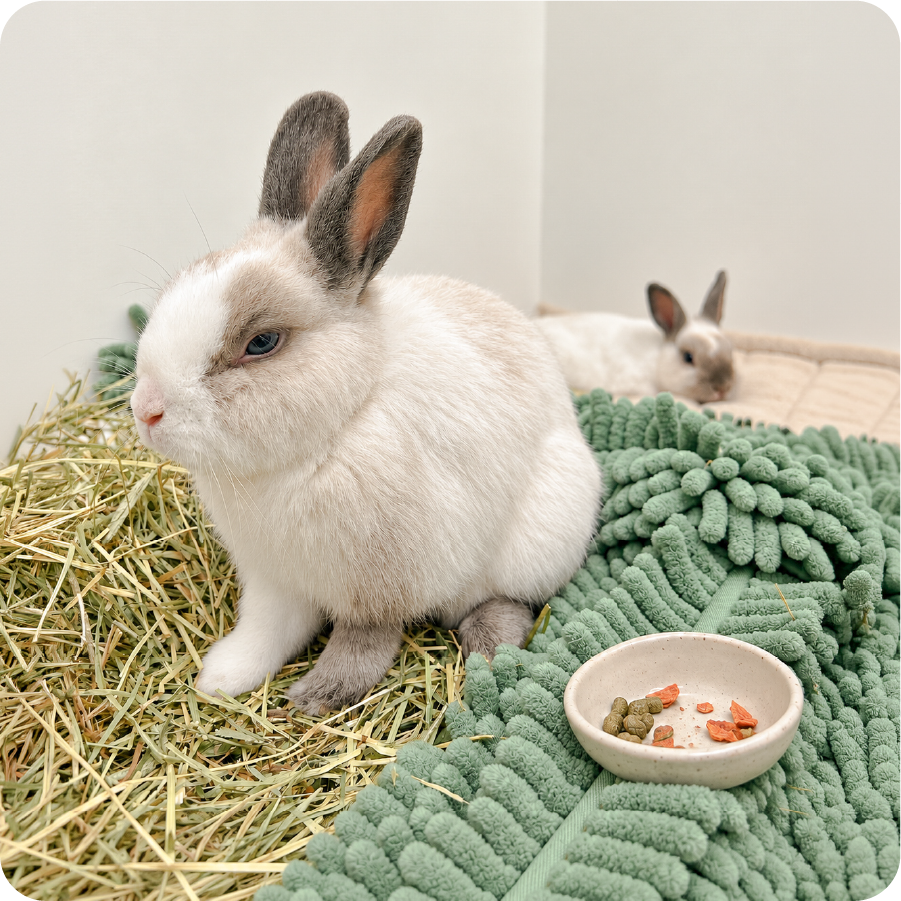 My Rabbit Won’t Eat Hay: 7 Reasons and What to Do