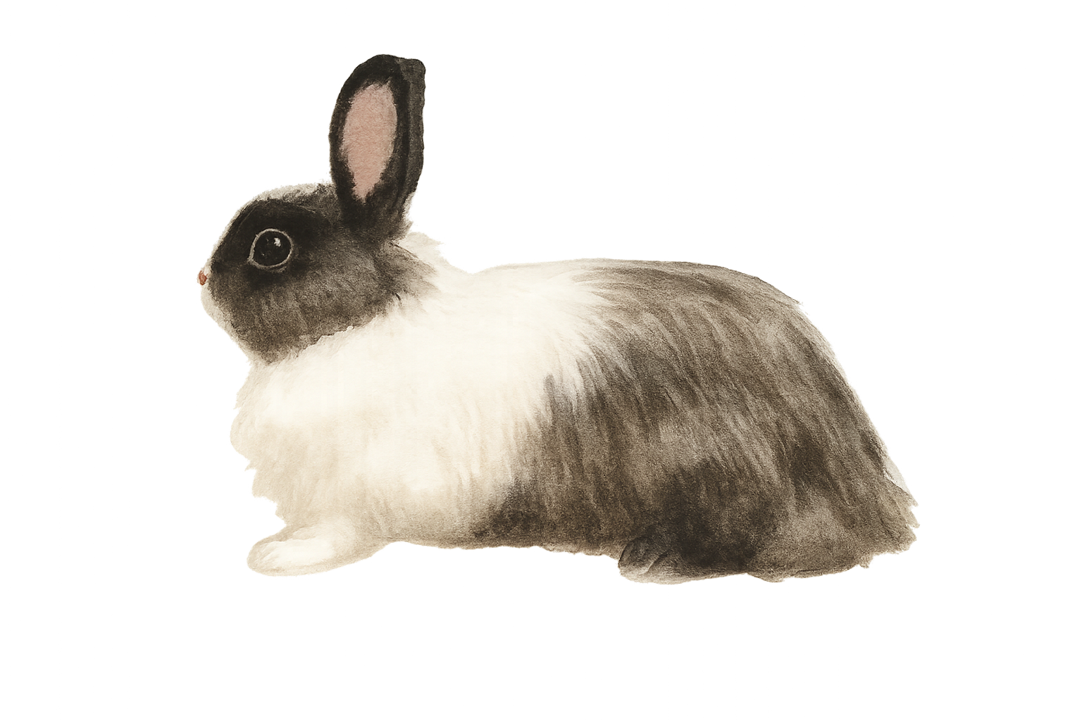 Watercolor illustration of a black-and-white rabbit resting