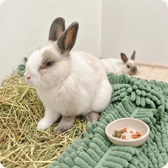 A white rabbit sitting on hay beside a green mat and a small dish