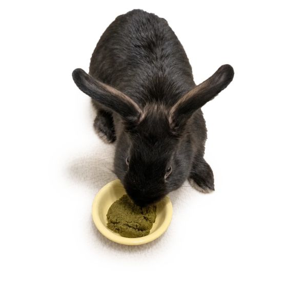 A black rabbit eating hay powder from a yellow dish