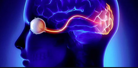 What Organs Coordinate with the Eye contact lenses online eyes and brain