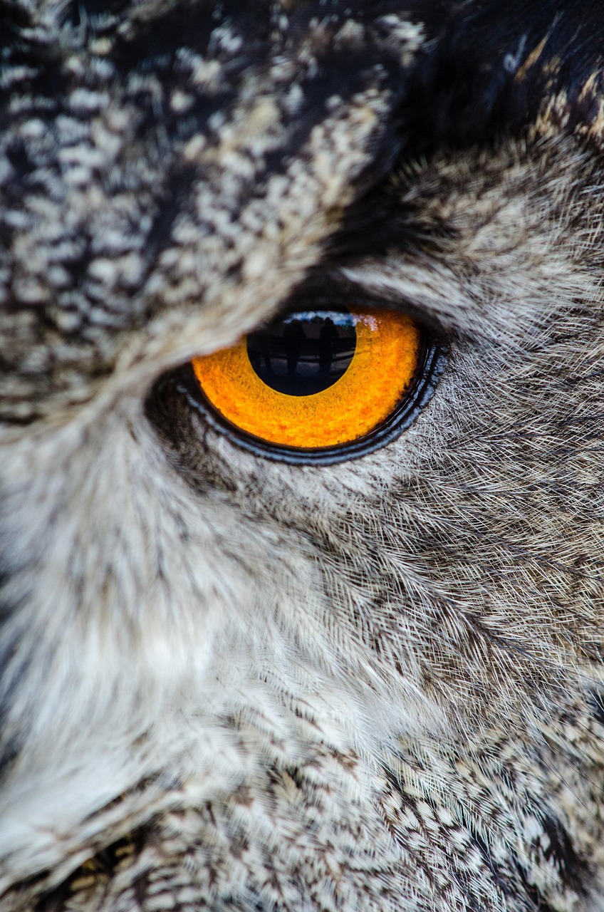 Animals and some amazing facts about their eyes (PART II)