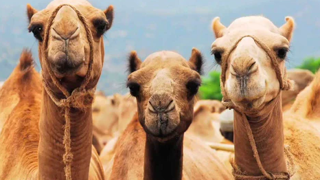 animals and their eyes camels best online contact lens sale