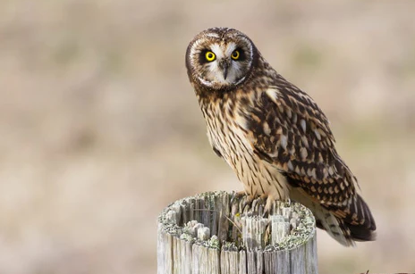 animals and their eyes owl contact lenses near me best optical shop