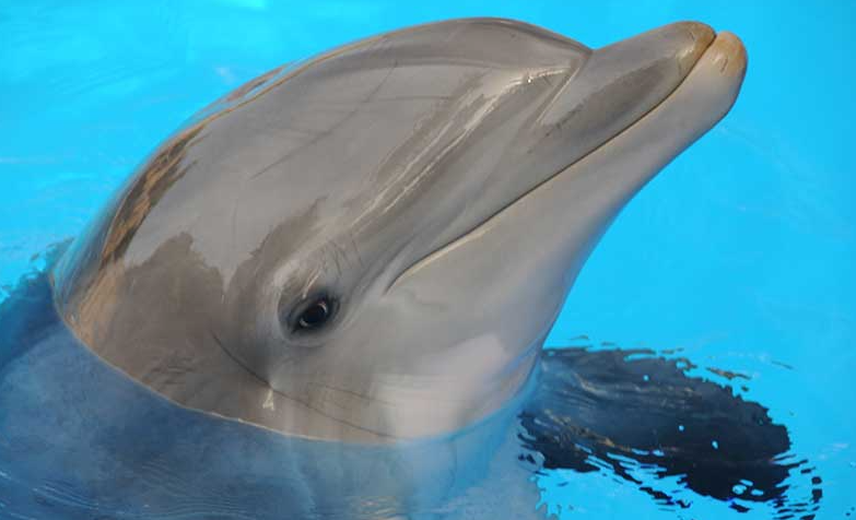 animals and their eyes dolphins best online contact lens optical shop