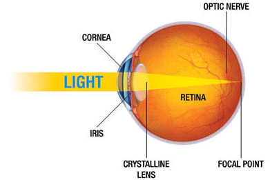 The Path of Light Through the Eye
