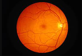 The Path of Light Through the Eye Best Optical Shop for Contact lenses online retina
