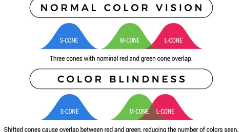 What is Color Blindness best optical shop near me contact lens explaination on color blindness