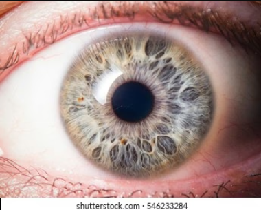 Facts about your Iris