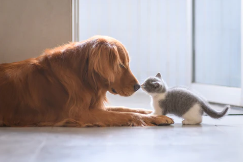 Animals that sees black and white best retail online shop malaya optical contact lens sale dogs and cats