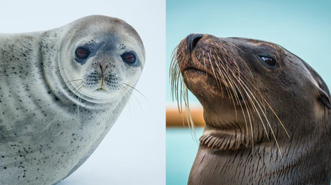 Animals that sees black and white best retail online shop malaya optical contact lens sale seal