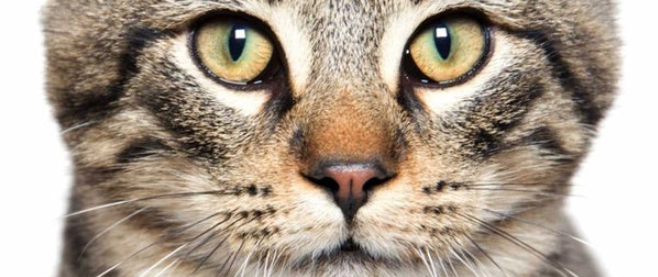 Animals and Some Amazing Facts About Their Eyes