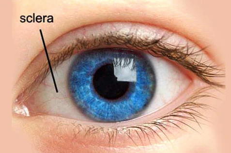 Get To Know Your Eyes Better top malaysia optical shop retail near me online contact lens eyeball
