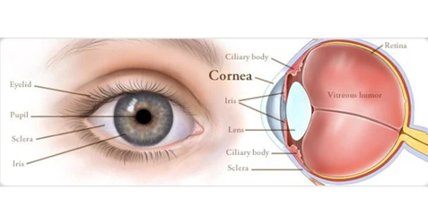 Get To Know Your Eyes Better top malaysia optical shop retail near me online contact lens diagram
