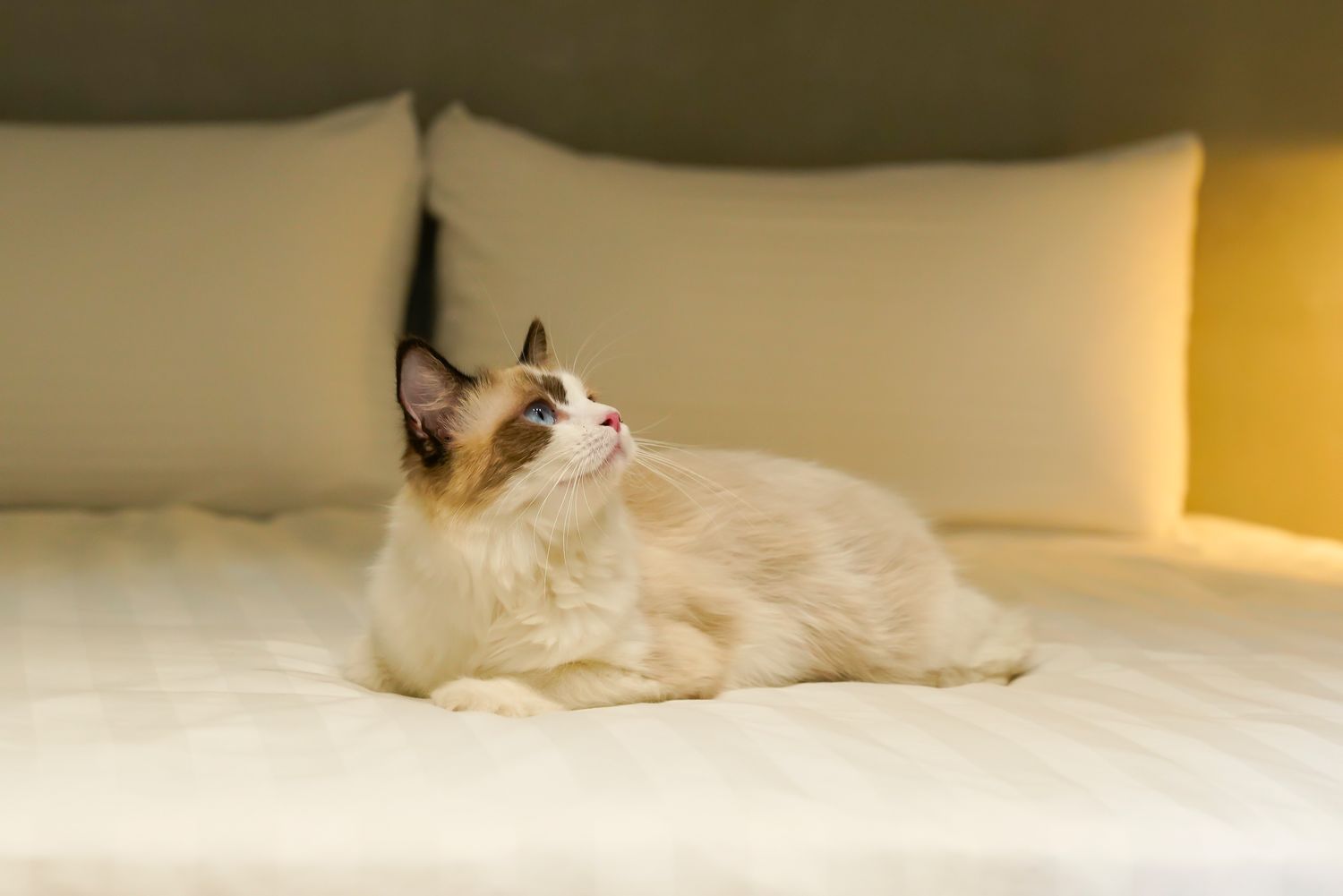 蘊陽寵物 - 人寵一家