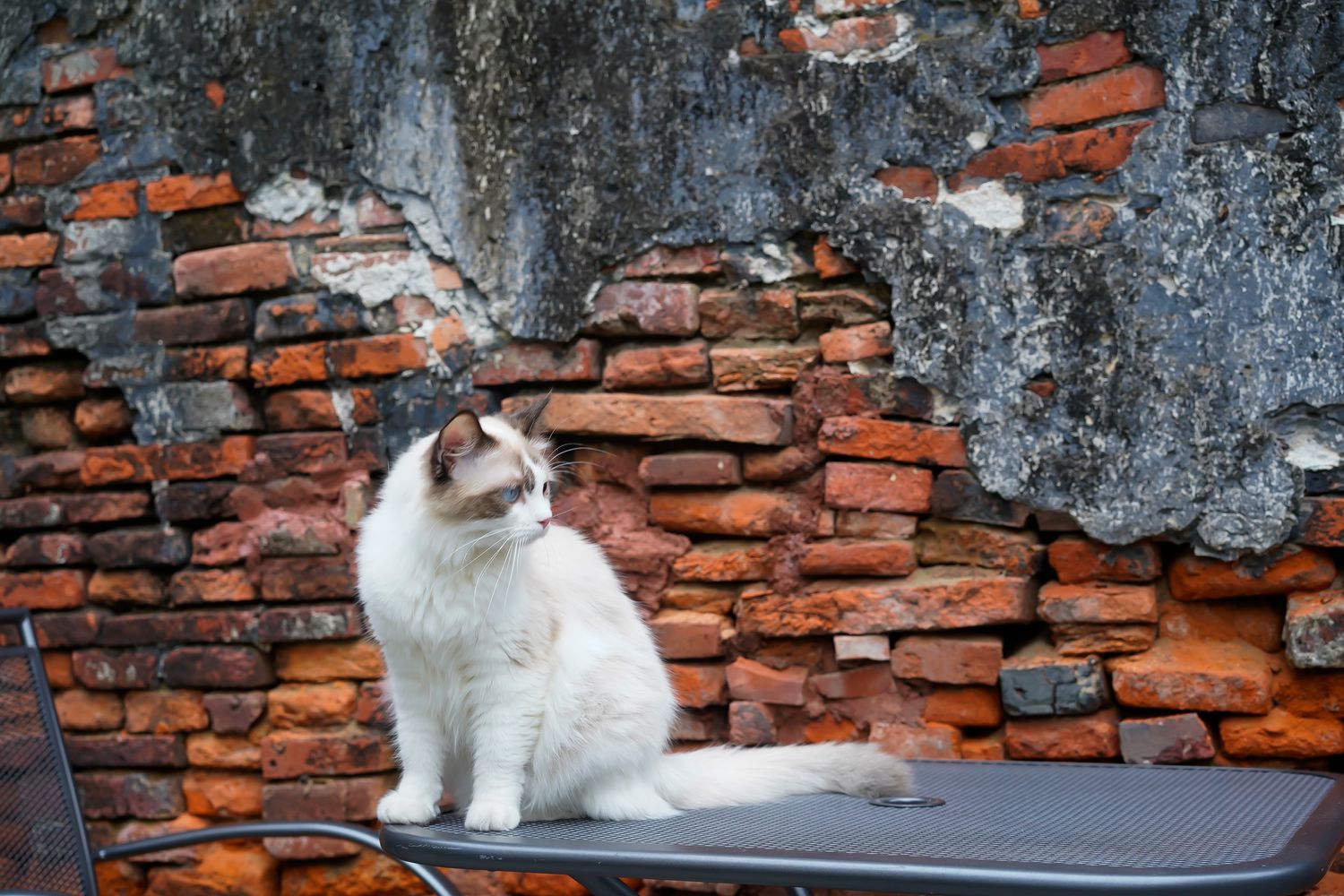 蘊陽寵物 - Ménage 