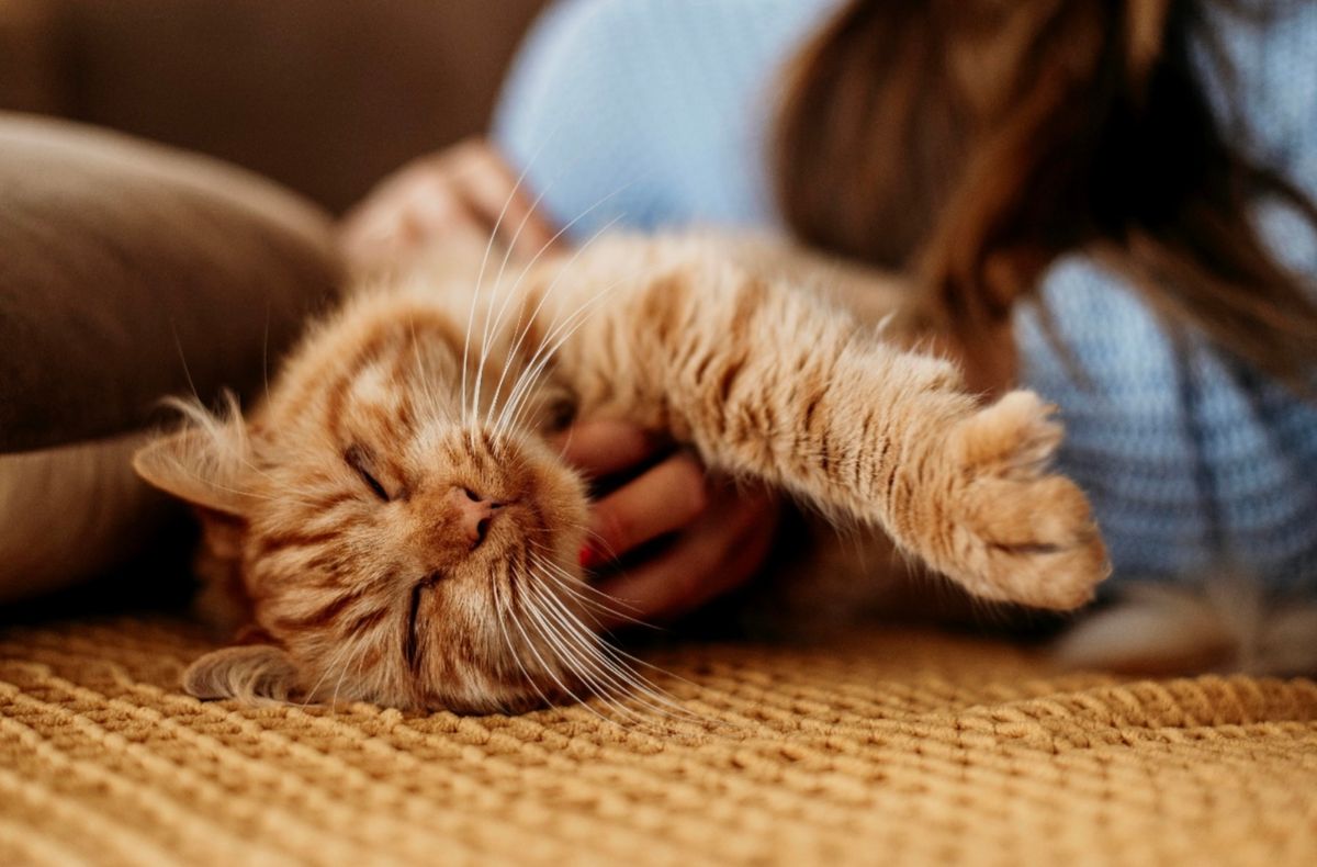 當牠忽然倒地抽搐，我的心也停了一半 - 認識貓癲癇