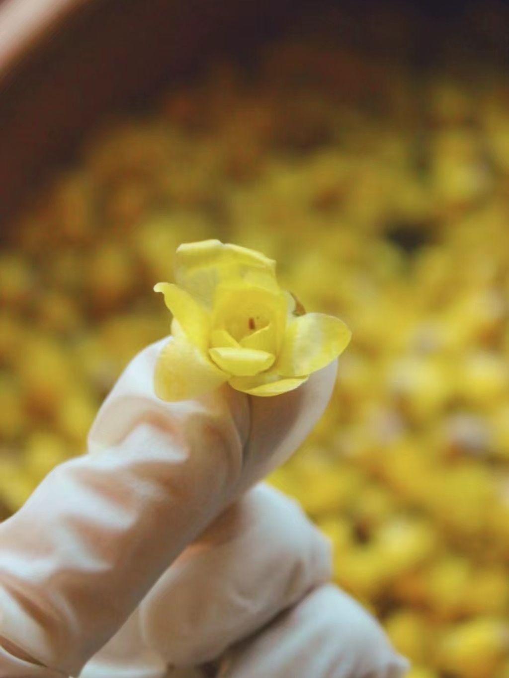 tw-11134207-7r98w-lsmzodmm1rrm7b