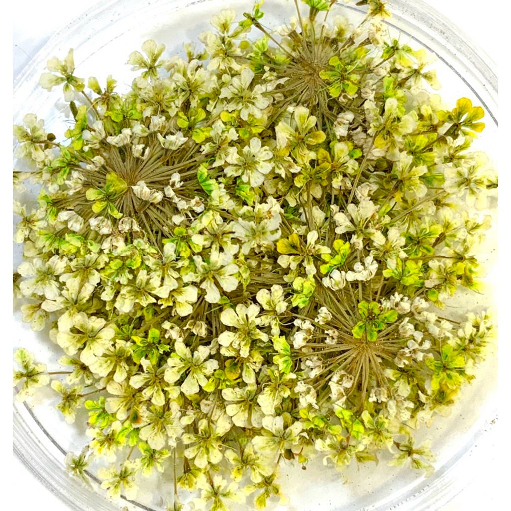 tw-11134207-7r98y-lv1izaork2606c