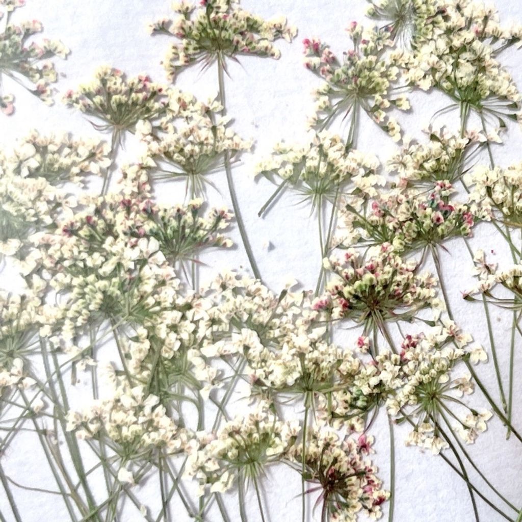 tw-11134201-23020-sop002awf1nv09