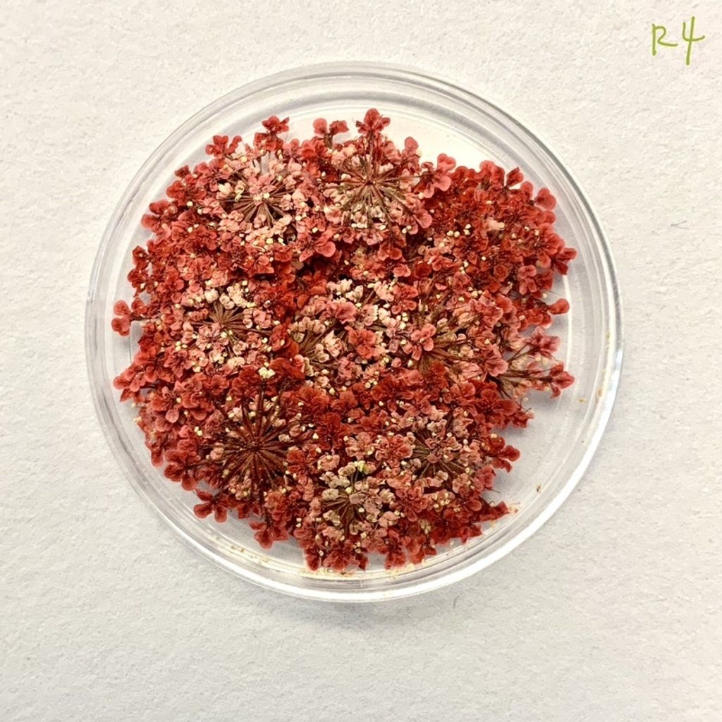 tw-11134201-23030-bnl94lbnlkov0b