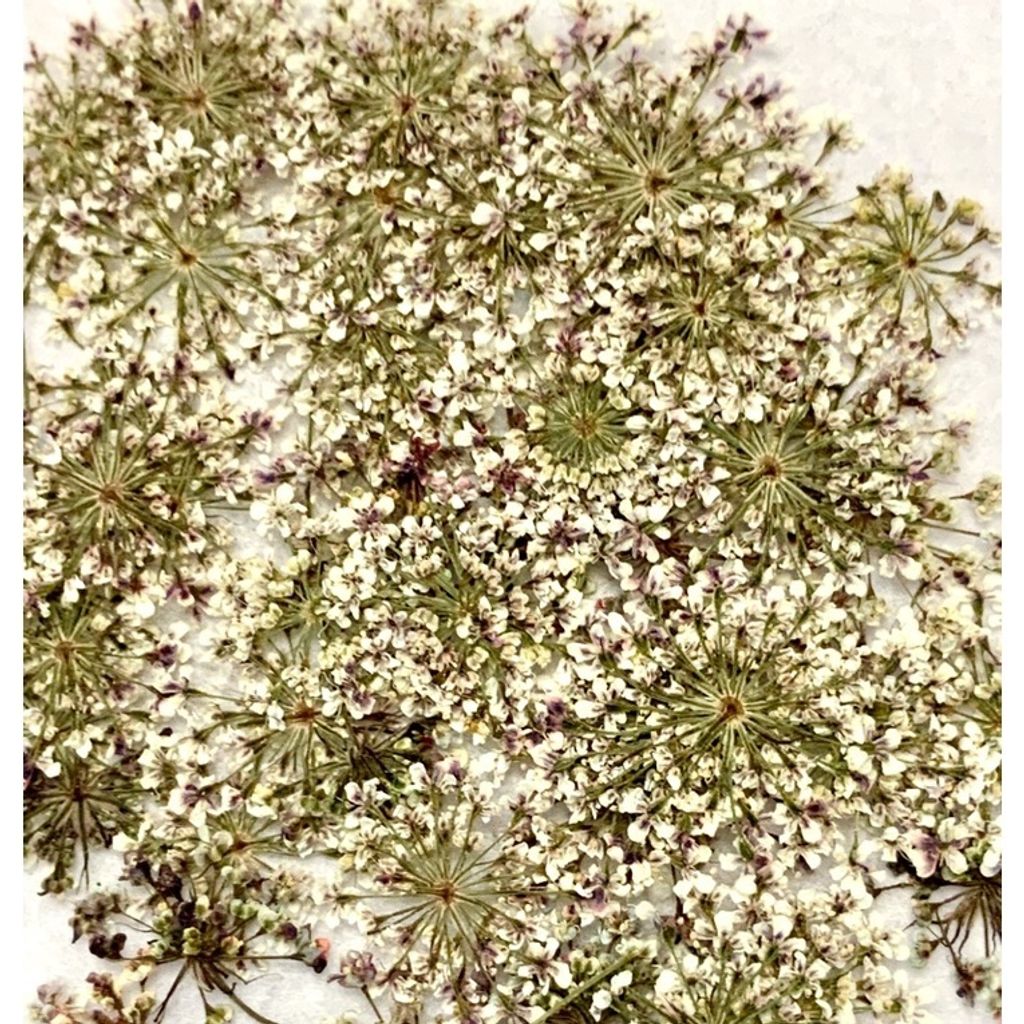 tw-11134201-23030-rve6ggydqhov8c